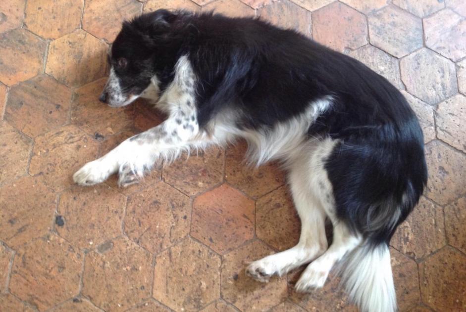 Vermisstmeldung Hund  Weiblich , 15 jahre Lixy Frankreich