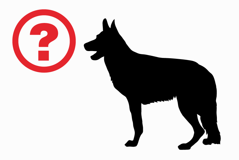 Verdwijningsalarm Hond rassenvermenging Mannetje , 3 jaar Horsarrieu Frankrijk