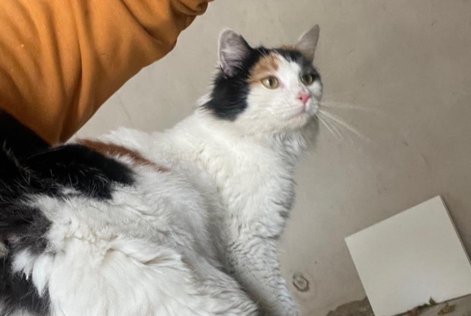 Fundmeldung Katze Weiblich Sérignan Frankreich