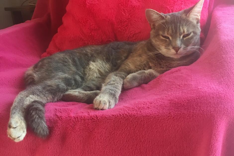 Vermisstmeldung Katze Weiblich , 5 jahre Montpellier Frankreich