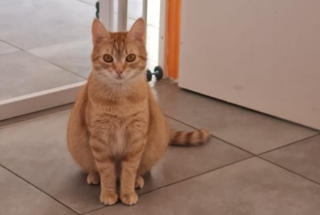Vermisstmeldung Katze  Weiblich , 2 jahre Sérignan Frankreich