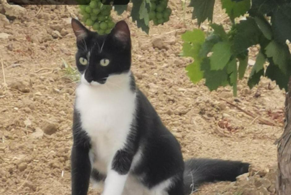 Vermisstmeldung Katze Weiblich , 2 jahre Colombiers Frankreich