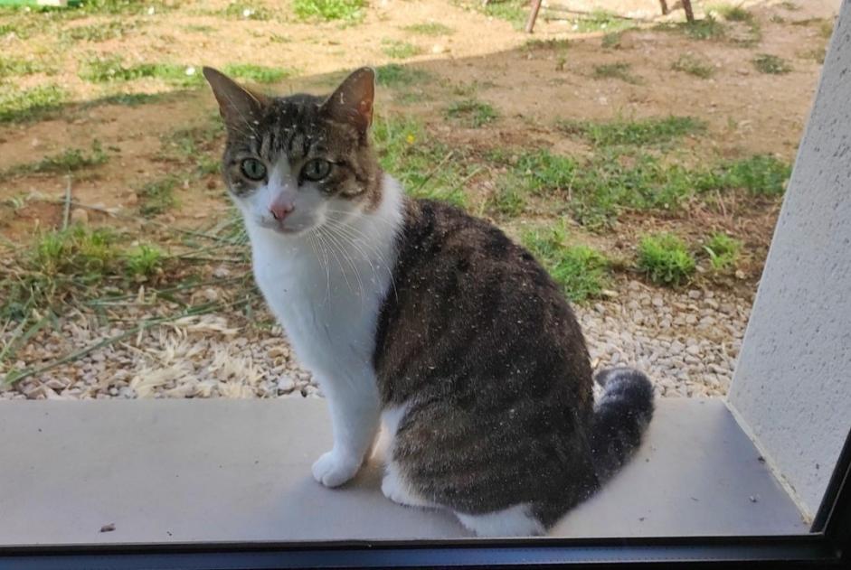 Vermisstmeldung Katze Weiblich , 8 jahre Sussargues Frankreich