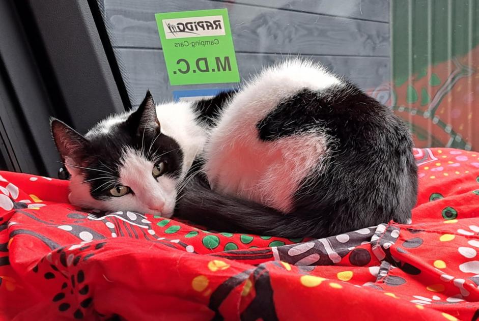 Vermisstmeldung Katze rassenmischung Männliche , 10 jahre Palavas-les-Flots Frankreich
