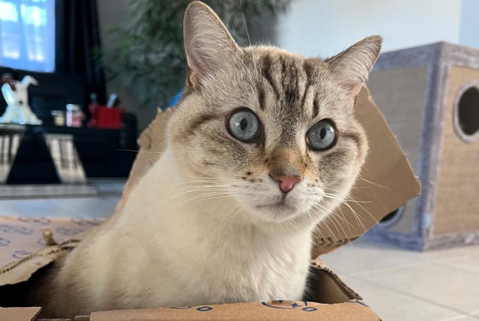 Vermisstmeldung Katze Männliche , 8 jahre Lansargues Frankreich