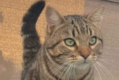 Vermisstmeldung Katze Männliche , 4 jahre Sète Frankreich Vermisstmeldung Katze Männliche , 4 jahre Sète Frankreich