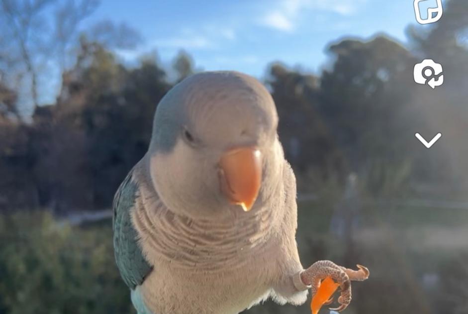 Disappearance alert Bird Male , 2023 years Montpellier France