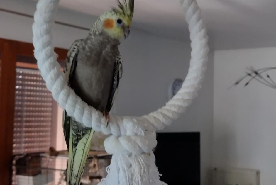 Disappearance alert Bird Female , 2023 years Montpellier France