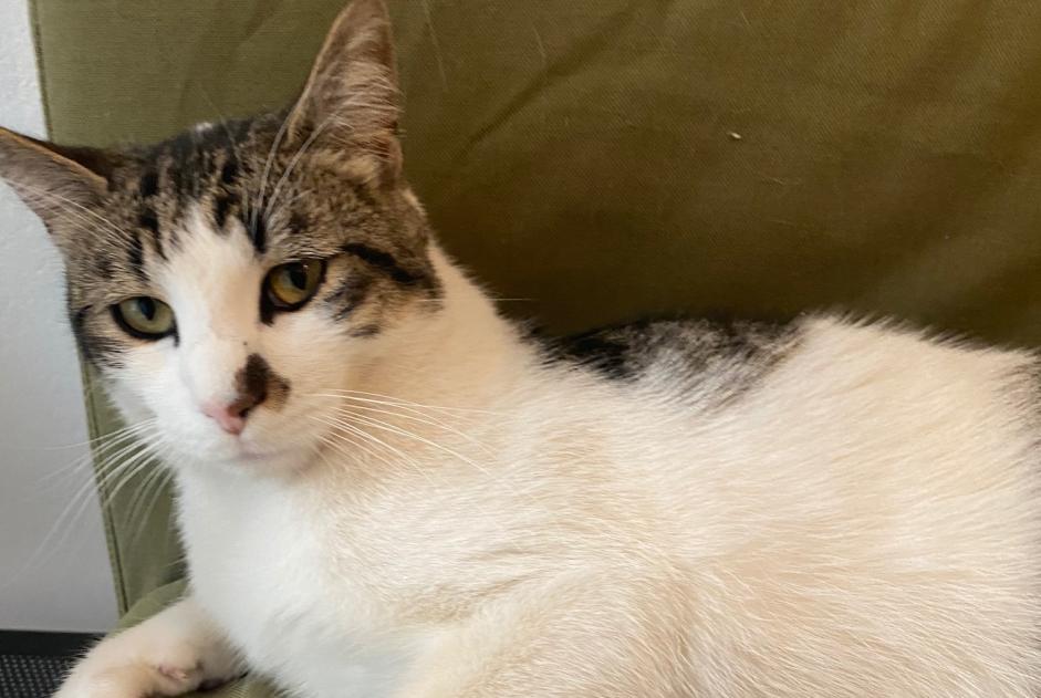 Discovery alert Cat Male Montpellier France