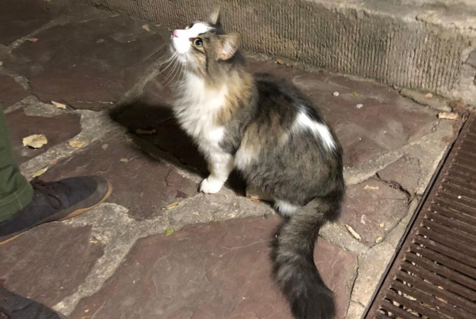 Discovery alert Cat Unknown Montpellier France