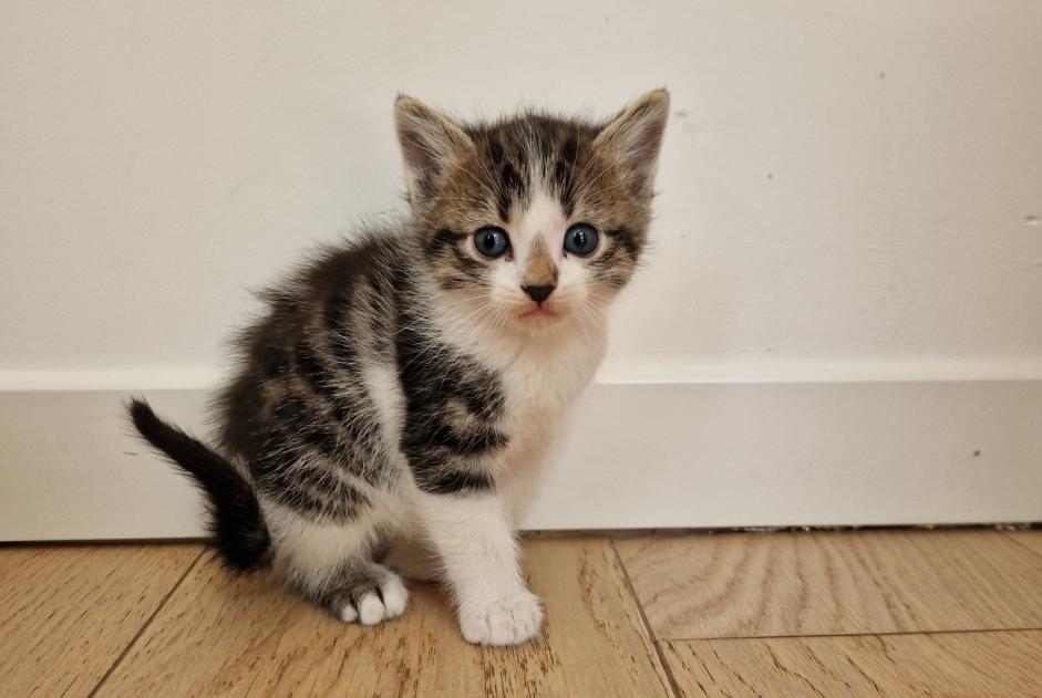 Disappearance alert Cat miscegenation Male , 0 years Saint-Aunès France