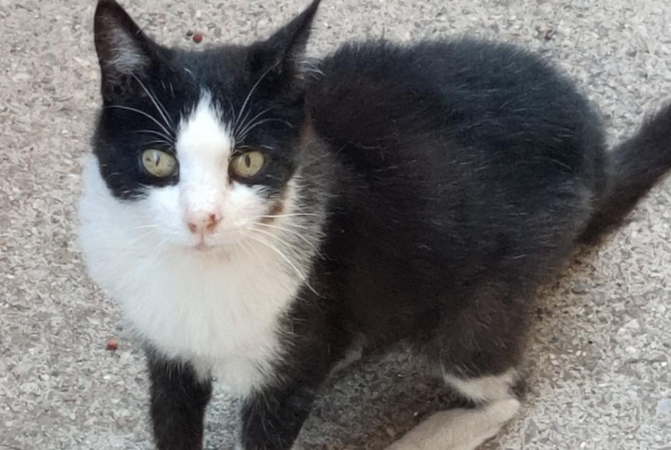 Disappearance alert Cat Female , 15 years Sète France
