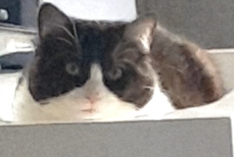 Disappearance alert Cat miscegenation Male , 1 years Béziers France