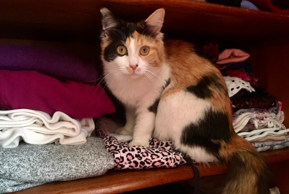 Disappearance alert Cat miscegenation Female , 0 years Saint-Clément-de-Rivière France