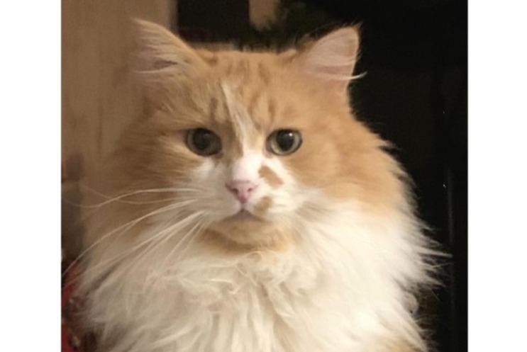 Disappearance alert Cat miscegenation Male , 7 years La Boissiere France
