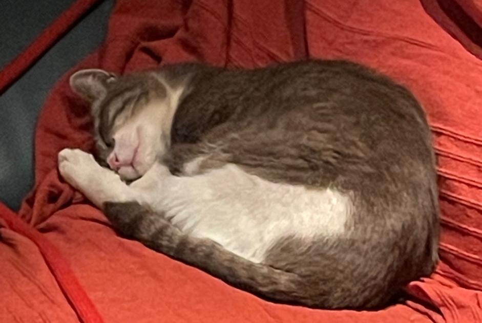 Disappearance alert Cat miscegenation Female , 2 years Adissan France