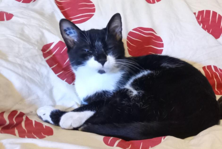 Disappearance alert Cat Male , 3 years Courniou France