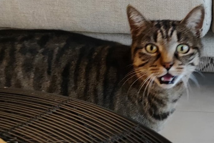 Disappearance alert Cat Female , 14 years Mauguio France