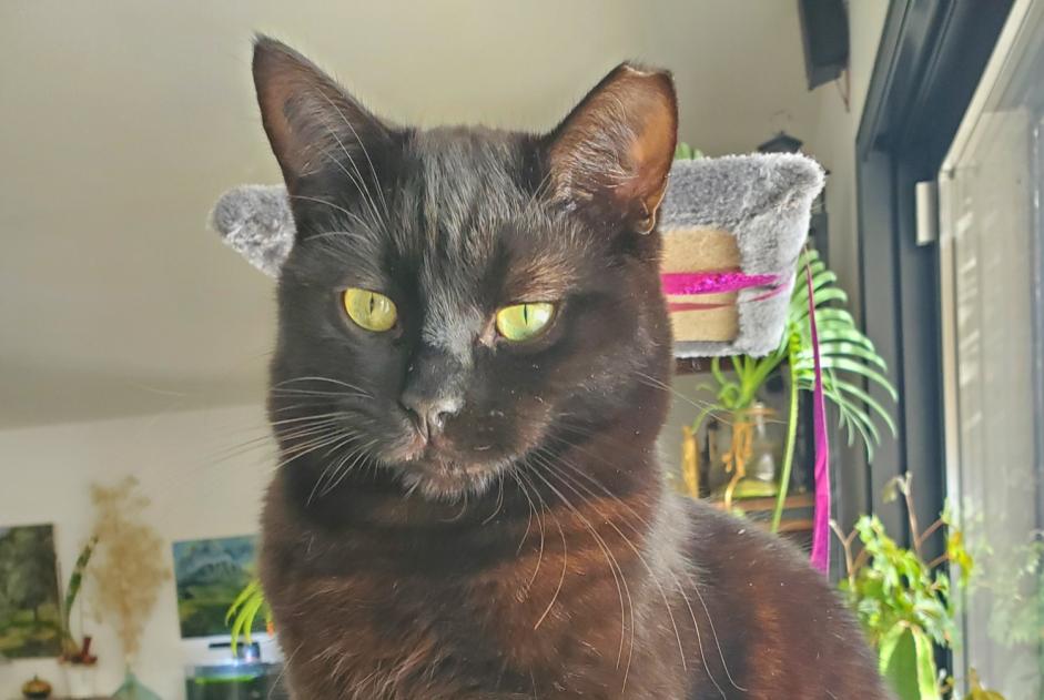 Disappearance alert Cat Male , 1 years Lauret France Disappearance alert Cat Male , 1 years Lauret France