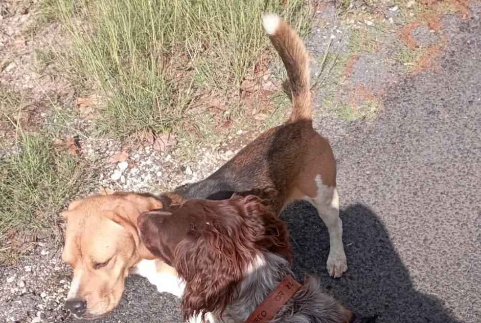 Discovery alert Dog  Male Saint-Bauzille-de-Putois France