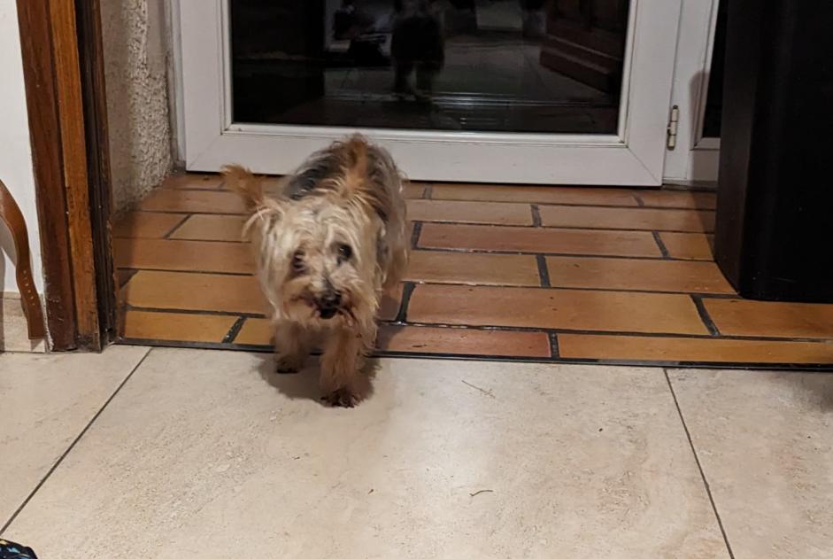 Discovery alert Dog  Unknown Lavérune France