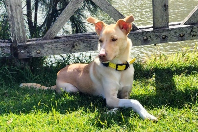 Disappearance alert Dog miscegenation Female , 8 years Saint-Geniès-des-Mourgues France