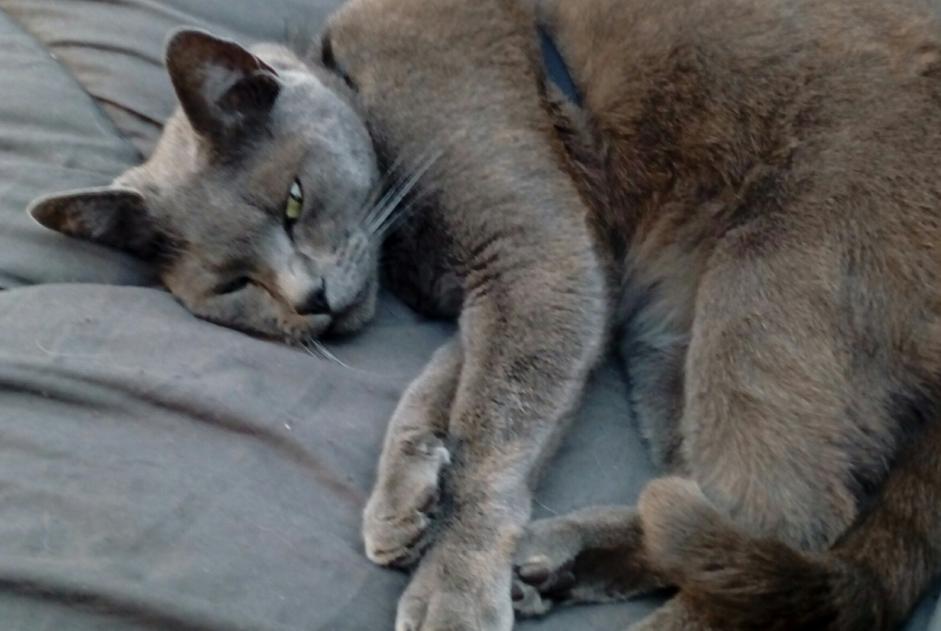 Alerta de Desaparición Gato Macho , 5 años Jacou Francia Alerta de Desaparición Gato Macho , 5 años Jacou Francia