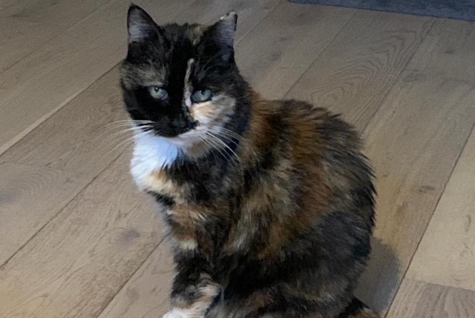 Alerta de Desaparición Gato Hembra , 13 años Sète Francia Alerta de Desaparición Gato Hembra , 13 años Sète Francia