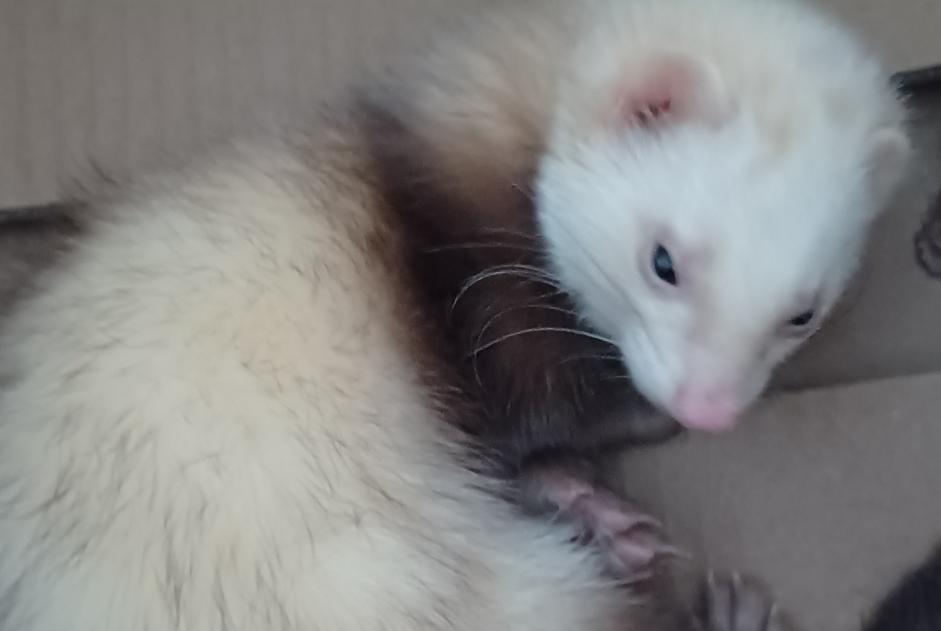 Alerta de Hallazgo Otros Furet Hembra Valras-Plage Francia