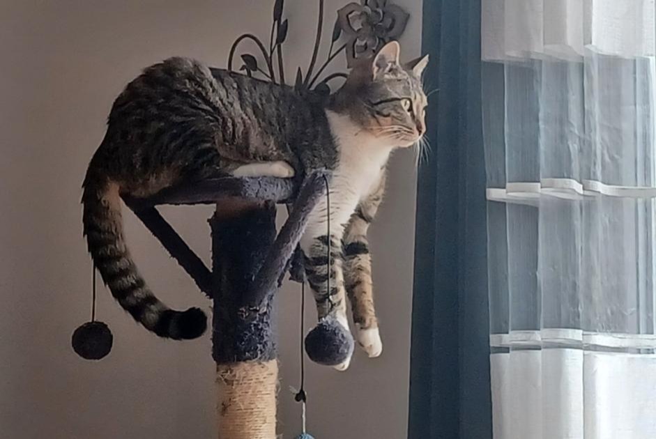Alerte Disparition Chat  Femelle , 2 ans Montpellier France