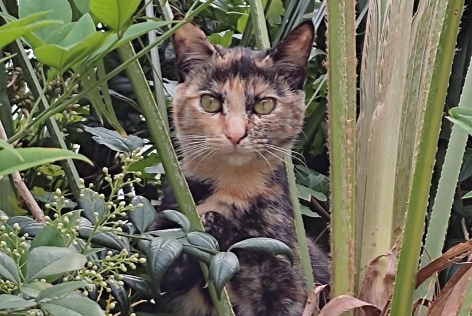 Alerte Disparition Chat Femelle , 2 ans Mèze France