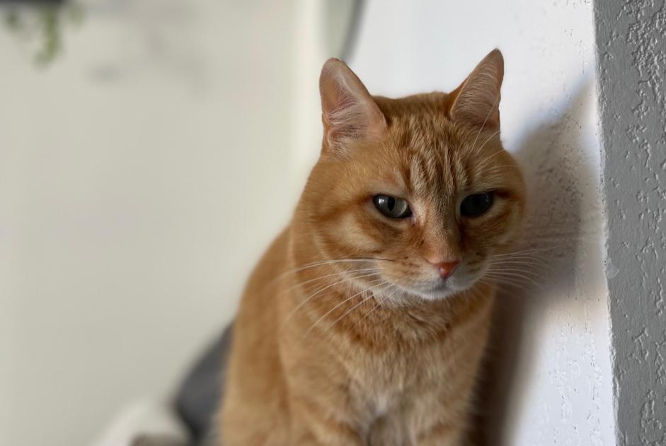 Alerte Disparition Chat Mâle , 8 ans Montpellier France