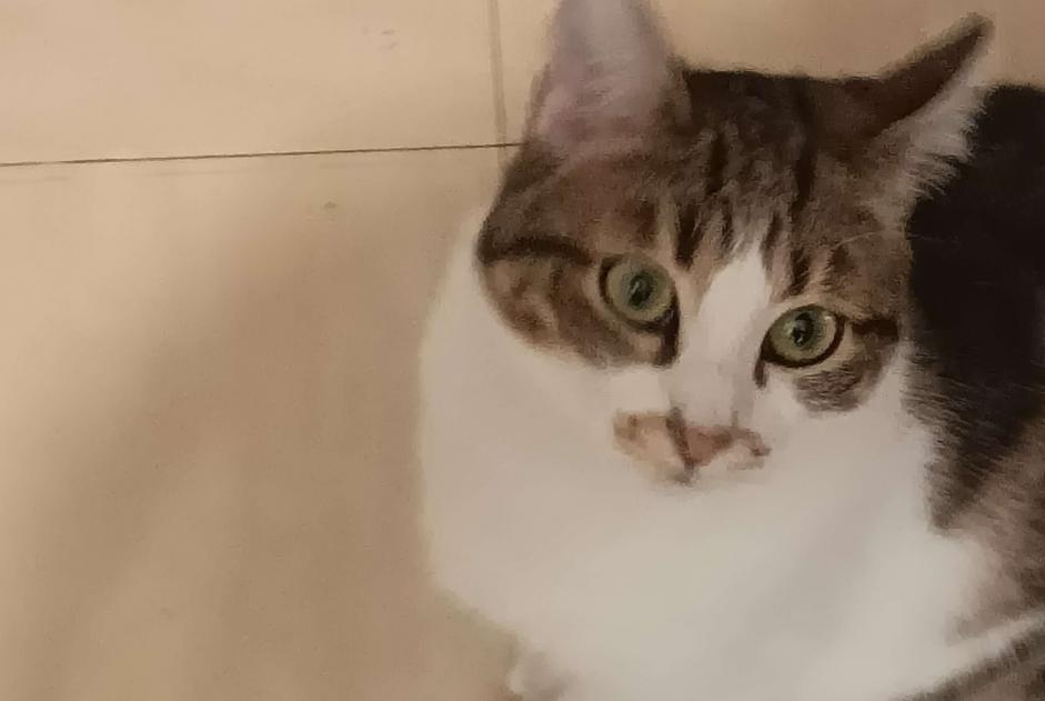 Alerte Disparition Chat  Femelle , 1 ans Montpellier France