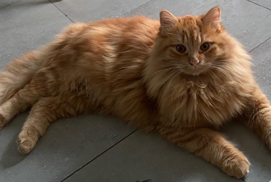 Alerte Disparition Chat croisement Mâle , 5 ans Saussan France