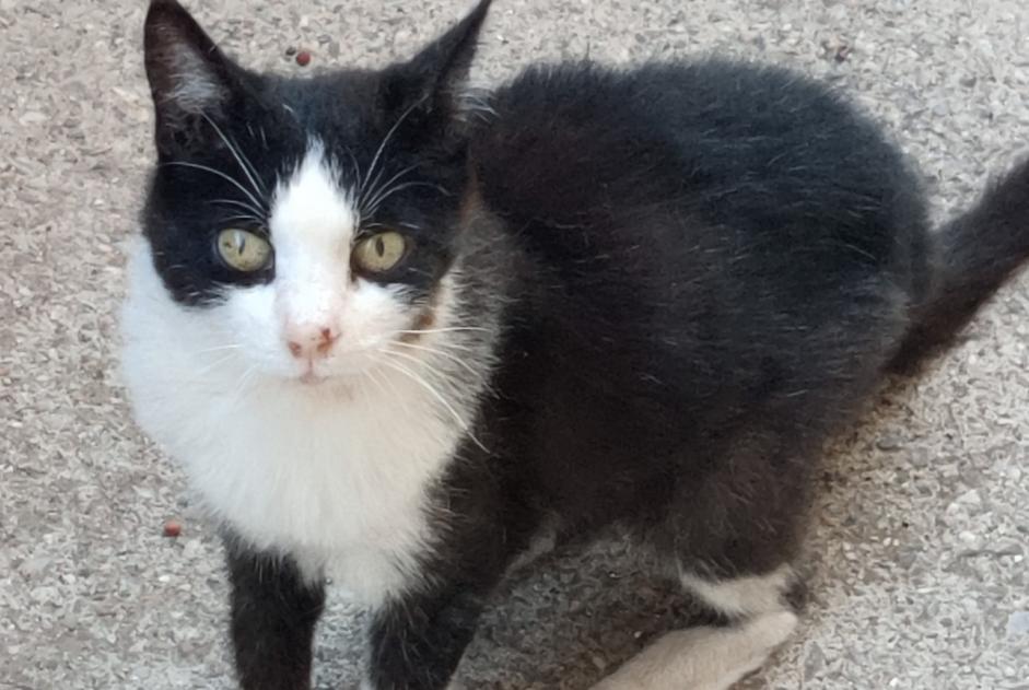 Alerte Disparition Chat Femelle , 17 ans Sète France Alerte Disparition Chat Femelle , 17 ans Sète France