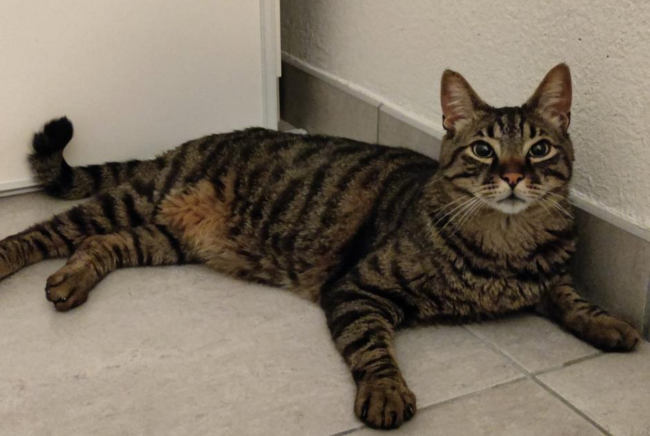 Alerte Disparition Chat Mâle , 5 ans Castelnau-le-Lez France Alerte Disparition Chat Mâle , 5 ans Castelnau-le-Lez France