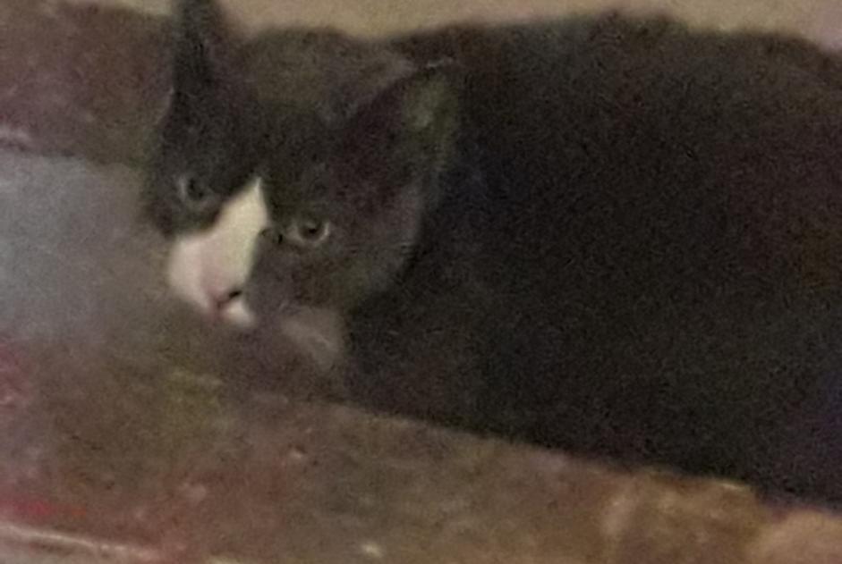 Alerte Découverte Chat Mâle Béziers France