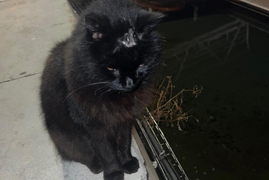 Alerte Découverte Chat croisement Inconnu Palavas-les-Flots France