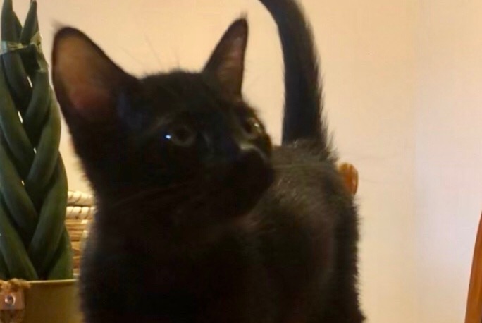 Alerte Découverte Chat Femelle Cazilhac France