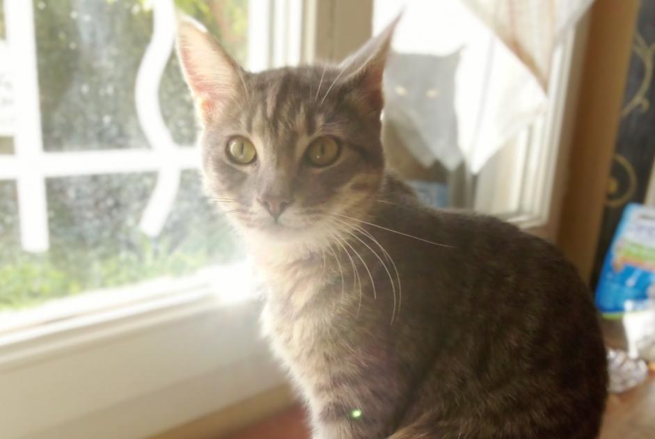 Alerte Découverte Chat  Mâle Montpellier France