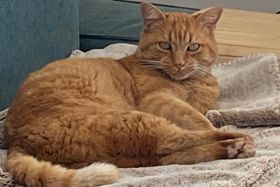 Alerte Découverte Chat Inconnu Montpellier France