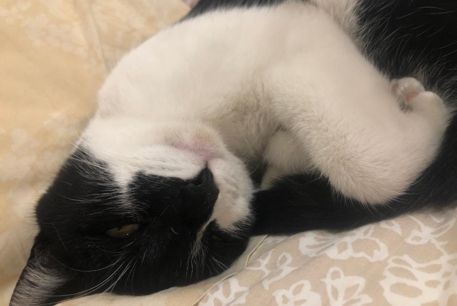Alerte Découverte Chat Inconnu Montpellier France