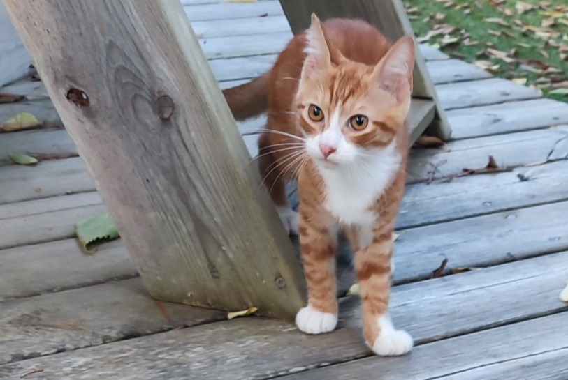 Alerte Découverte Chat Mâle Sète France Alerte Découverte Chat Mâle Sète France