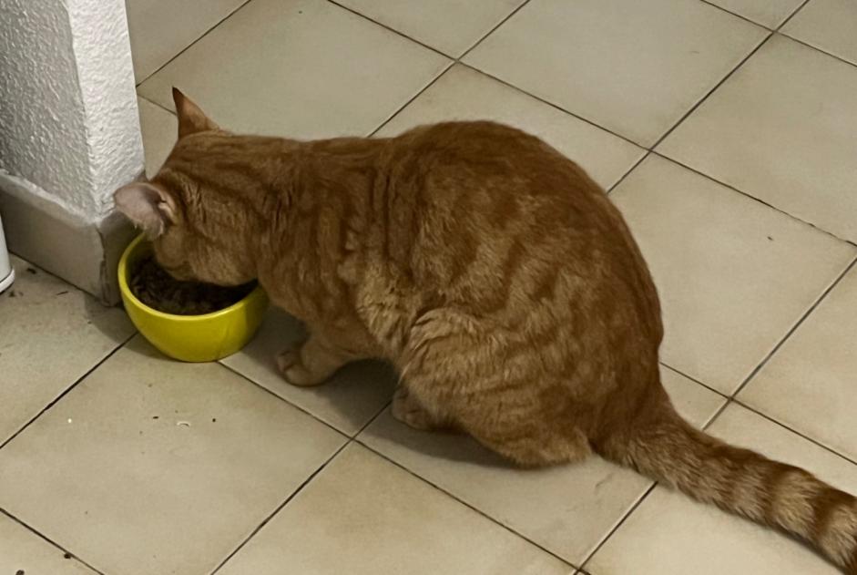 Alerte Découverte Chat Inconnu , 1 année Montpellier France Alerte Découverte Chat Inconnu , 1 année Montpellier France