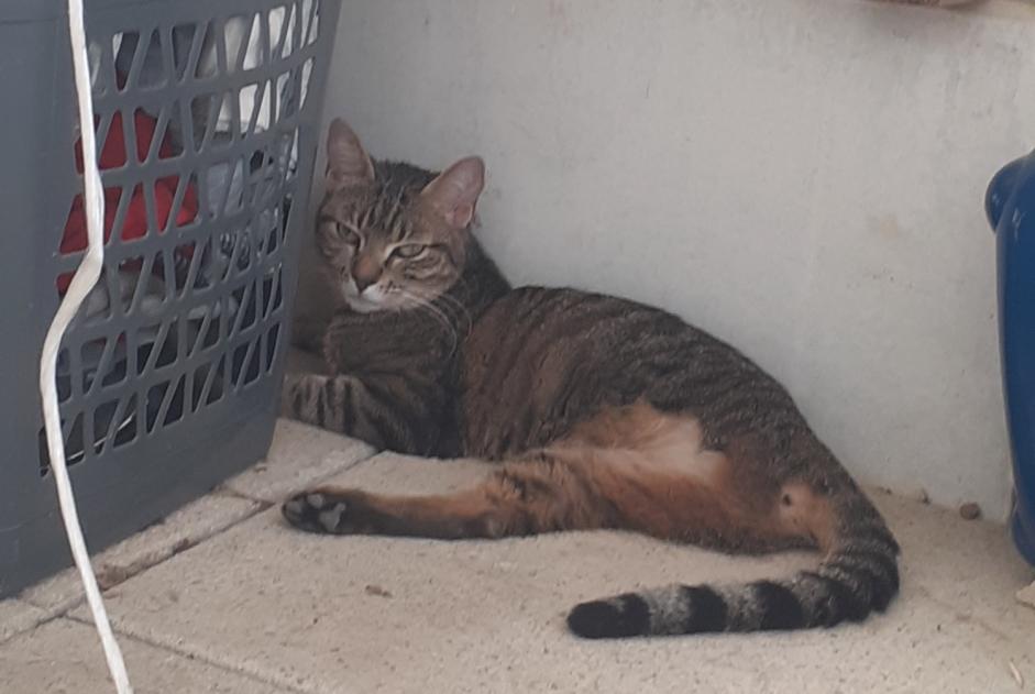 Alerte Découverte Chat Inconnu Montpellier France Alerte Découverte Chat Inconnu Montpellier France