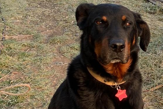 Alerte Disparition Chien  Mâle , 7 ans Cessenon-sur-Orb France