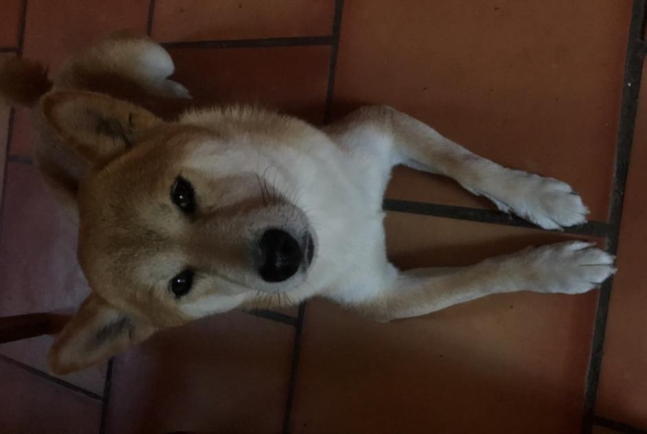Alerte Disparition Chien Mâle , 4 ans Beaulieu France Alerte Disparition Chien Mâle , 4 ans Beaulieu France