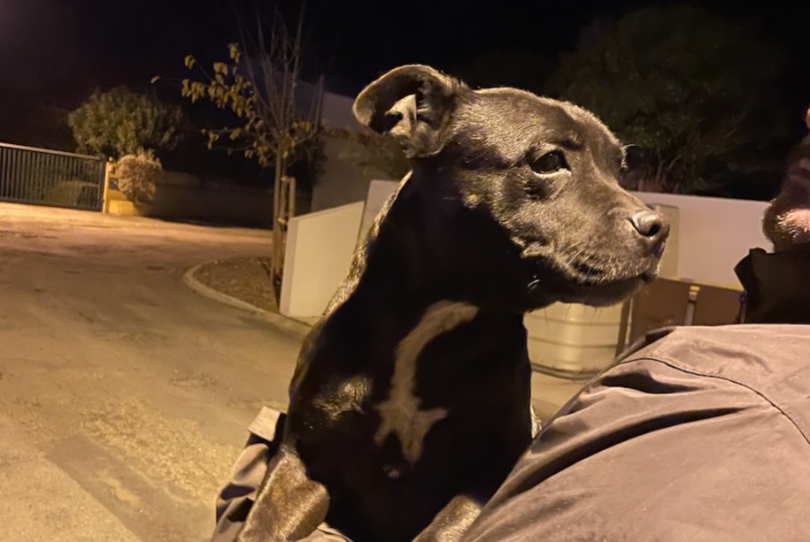 Alerte Découverte Chien  Femelle Creissan France