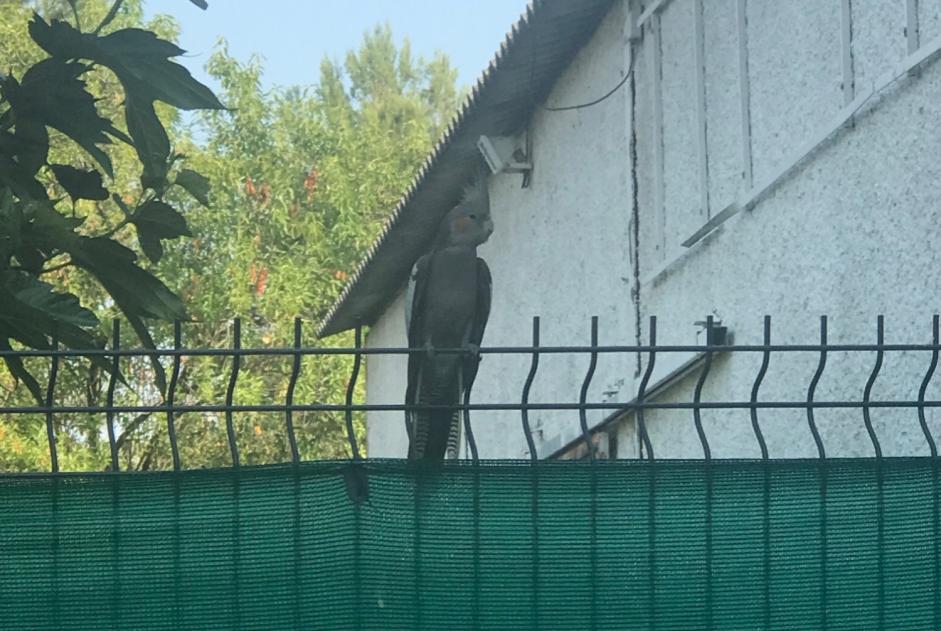Alerte Découverte Oiseau Mâle Grabels France