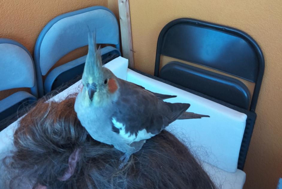 Alerte Découverte Oiseau Inconnu Montpellier France Alerte Découverte Oiseau Inconnu Montpellier France